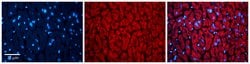 Invitrogen Thioredoxin 2 Polyclonal Antibody 100 &mu;L; Unconjugated:Antibodies,