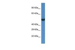 Invitrogen SESN1 Polyclonal Antibody 100 &mu;L; Unconjugated:Antibodies,
