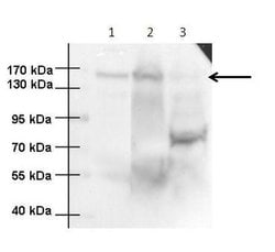 Invitrogen™ ANKS1 Polyclonal Antibody