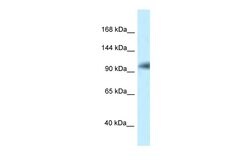 Invitrogen KANSL1 Polyclonal Antibody 100 &mu;L; Unconjugated:Antibodies,