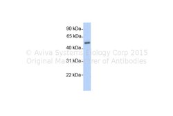Invitrogen MEIOB Polyclonal Antibody 100 &mu;L; Unconjugated:Antibodies,