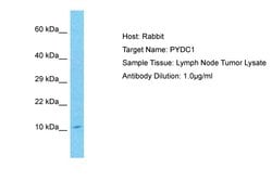 Invitrogen PYDC1 Polyclonal Antibody 100 &mu;L; Unconjugated:Antibodies,