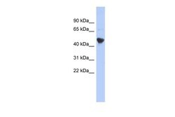 Invitrogen IER5L Polyclonal Antibody 100 &mu;L; Unconjugated:Antibodies,
