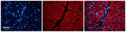 Invitrogen LIS1 Polyclonal Antibody 100 &mu;L; Unconjugated:Antibodies,