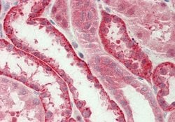 Invitrogen Ubl5 Polyclonal Antibody 100 &mu;L; Unconjugated:Antibodies,