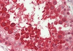 Invitrogen Ubl5 Polyclonal Antibody 100 &mu;L; Unconjugated:Antibodies,