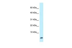 Invitrogen Ubl5 Polyclonal Antibody 100 &mu;L; Unconjugated:Antibodies,