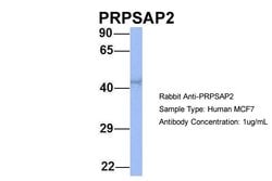 Invitrogen PRPSAP2 Polyclonal Antibody 100 &mu;L; Unconjugated:Antibodies,