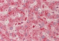 Invitrogen PHKG1 Polyclonal Antibody 100 &mu;L; Unconjugated:Antibodies,