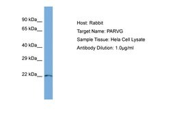 Invitrogen PARVG Polyclonal Antibody 100 &mu;L; Unconjugated:Antibodies,