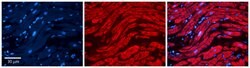 Invitrogen PKA alpha Polyclonal Antibody 100 &mu;L; Unconjugated:Antibodies,