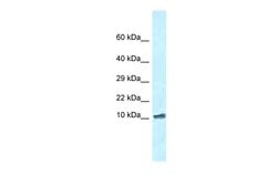 Invitrogen ROMO1 Polyclonal Antibody 100 &mu;L | Buy Online | Invitrogen&trade; | Fisher Scientific