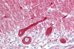 Invitrogen Carboxypeptidase E Polyclonal Antibody 100 &mu;L; Unconjugated:Antibodies,