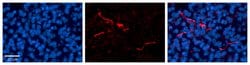 Invitrogen Carboxypeptidase E Polyclonal Antibody 100 &mu;L; Unconjugated:Antibodies,