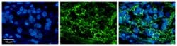 Invitrogen DLD Polyclonal Antibody 100 &mu;L; Unconjugated:Antibodies,