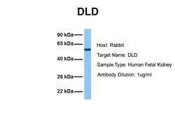 Invitrogen DLD Polyclonal Antibody 100 &mu;L; Unconjugated:Antibodies,