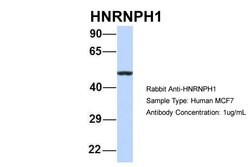Invitrogen hnRNP H1 Polyclonal Antibody 100 &mu;L; Unconjugated:Antibodies,