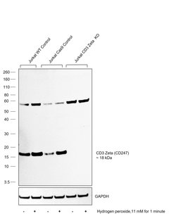 Invitrogen CD3 zeta (CD247) Polyclonal Antibody 100 &mu;L; Unconjugated:Antibodies,