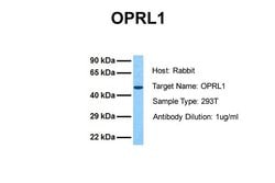 Invitrogen OPRL1 Polyclonal Antibody 100 &mu;L; Unconjugated:Antibodies,