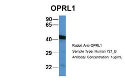Invitrogen OPRL1 Polyclonal Antibody 100 &mu;L; Unconjugated:Antibodies,