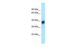 Invitrogen Olfr329-ps Polyclonal Antibody 100 &mu;L; Unconjugated:Antibodies,