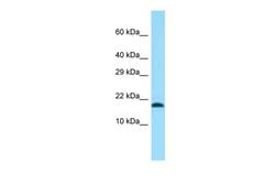 TMEM50B Polyclonal Antibody:Antibodies, Polyclonal