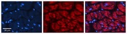 Invitrogen Cathepsin C Polyclonal Antibody 100 &mu;L; Unconjugated:Antibodies,