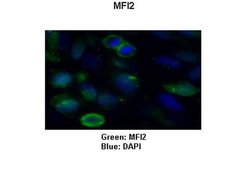 Invitrogen MFI2 Polyclonal Antibody 100 &mu;L; Unconjugated:Antibodies,