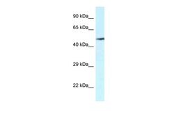 Invitrogen VNN2 Polyclonal Antibody 100 &mu;L; Unconjugated:Antibodies,