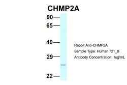 Invitrogen CHMP2A Polyclonal Antibody 100 &mu;L; Unconjugated:Antibodies,