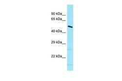 Invitrogen DNAJC21 Polyclonal Antibody 100 &mu;L; Unconjugated:Antibodies,