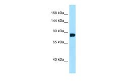 Invitrogen DDIAS Polyclonal Antibody 100 &mu;L; Unconjugated:Antibodies,