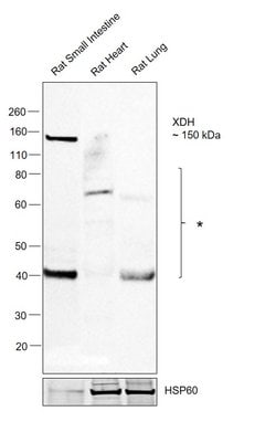 XDH Polyclonal Antibody:Antibodies, Polyclonal