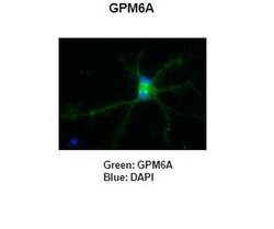 Invitrogen GPM6A Polyclonal Antibody 100 &mu;L; Unconjugated:Antibodies,