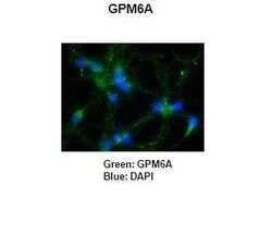 Invitrogen GPM6A Polyclonal Antibody 100 &mu;L; Unconjugated:Antibodies,