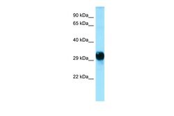 Invitrogen GPM6A Polyclonal Antibody 100 &mu;L; Unconjugated:Antibodies,