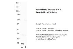 Invitrogen COX7A1 Polyclonal Antibody 100 &mu;L; Unconjugated:Antibodies,