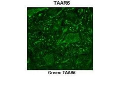 Invitrogen TAAR6 Polyclonal Antibody 100 &mu;L; Unconjugated:Antistoffer