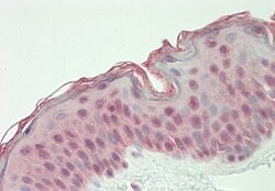 Invitrogen GLTSCR1 Polyclonal Antibody 100 &mu;L; Unconjugated:Antibodies,