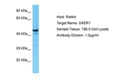Invitrogen OXER1 Polyclonal Antibody 100 &mu;L; Unconjugated:Antibodies,