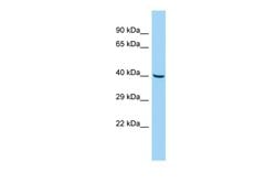Invitrogen SLC35G3 Polyclonal Antibody 100 &mu;L; Unconjugated:Antibodies,