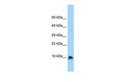 Invitrogen GNG4 Polyclonal Antibody 100 &mu;L; Unconjugated:Antibodies,