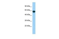 Invitrogen SYT14 Polyclonal Antibody 100 &mu;L; Unconjugated:Antibodies,