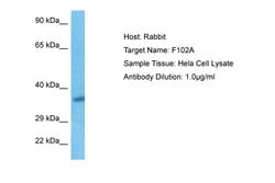 Invitrogen FAM102A Polyclonal Antibody 100 &mu;L; Unconjugated:Antibodies,
