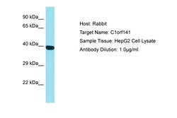 Invitrogen C1orf141 Polyclonal Antibody 100 &mu;L; Unconjugated:Antibodies,