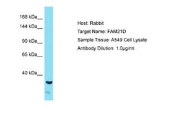 Invitrogen FAM21A Polyclonal Antibody 100 &mu;L; Unconjugated:Antibodies,