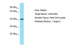 Invitrogen LGALS9C Polyclonal Antibody 100 &mu;L; Unconjugated:Antibodies,