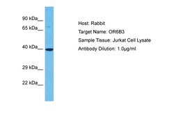 Invitrogen OR6B3 Polyclonal Antibody 100 &mu;L; Unconjugated:Antibodies,