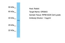 OR56A3 Polyclonal Antibody, Invitrogen 100 &mu;L; Unconjugated:Antibodies,