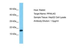 PPIAL4G Polyclonal Antibody:Antibodies, Polyclonal